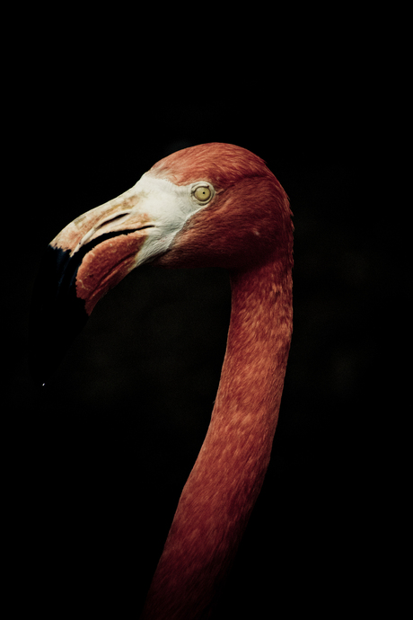 Flamingo