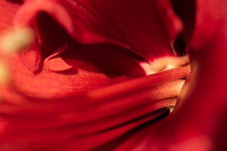 Amaryllis