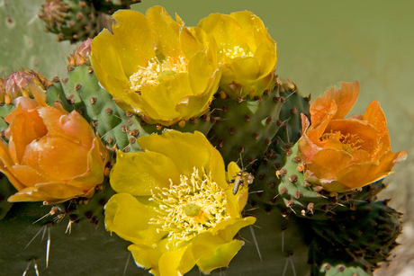 Kaktus in bloei