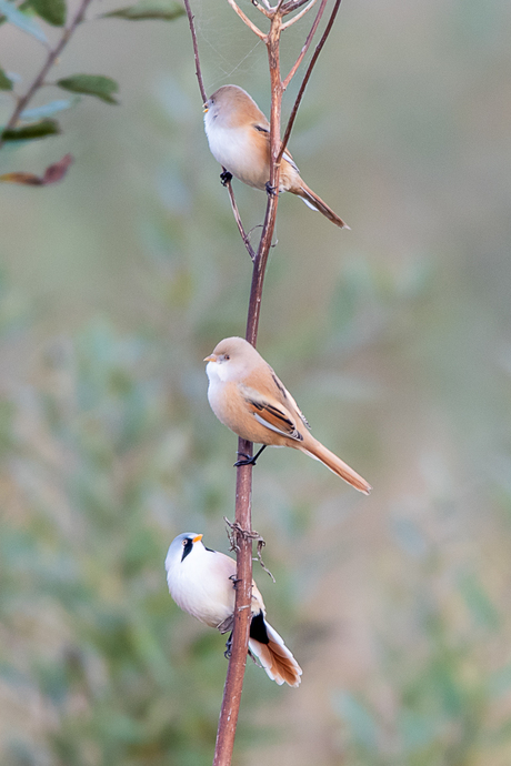 Baardmannetjes