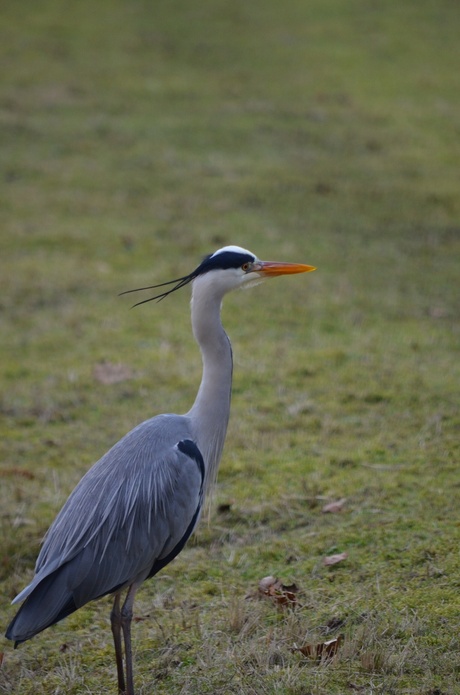 De blauwe reiger