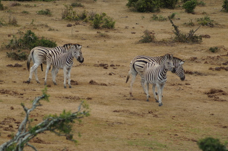 Zebra's bij Addo
