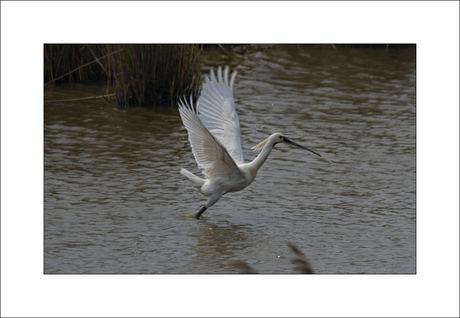 Natuur 02, Opvliegende lepelaar