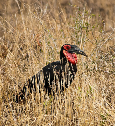 Ground Hornbill - Krugerpark.