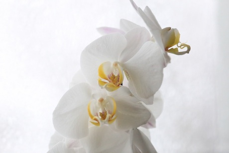 orchidee achtergrond sneeuw