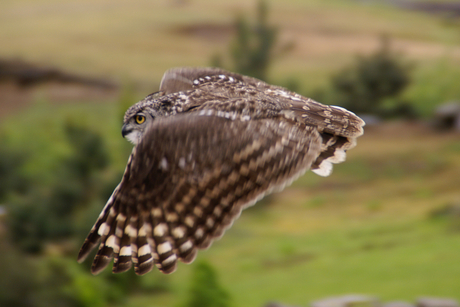 Uil in vogelvlucht