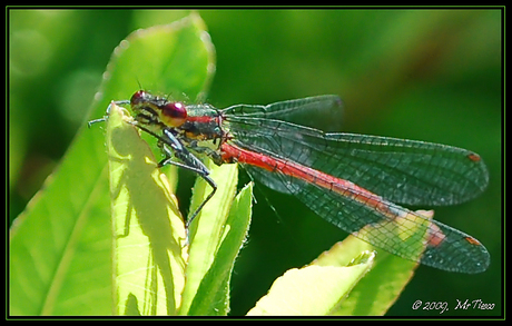 Pyrrhosoma nymphula