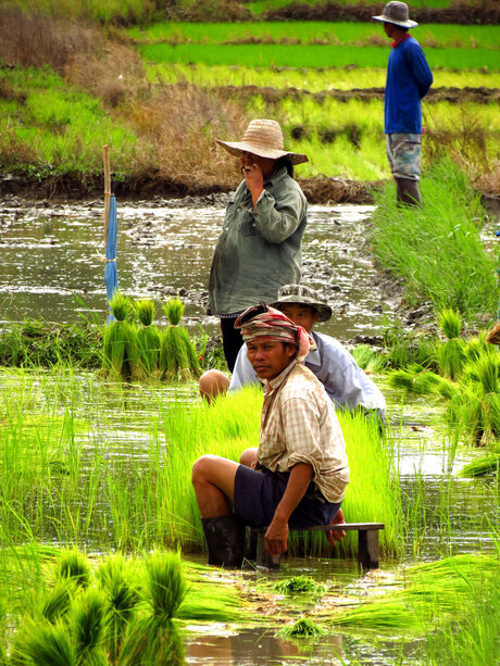 Werken in de rijstvelden