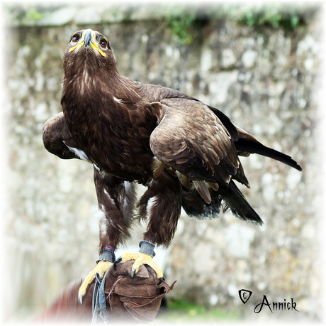 Eagle