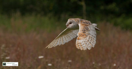 Kerkuil (Tyto alba)