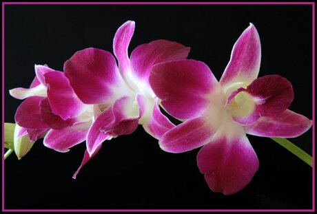 Orchidee