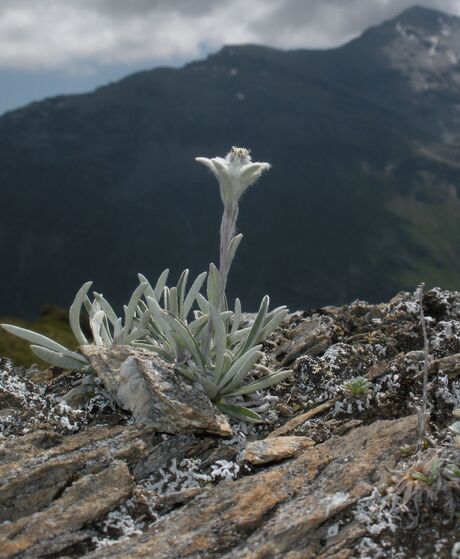 Grimentz Edelweiss DSCN0766.JPG