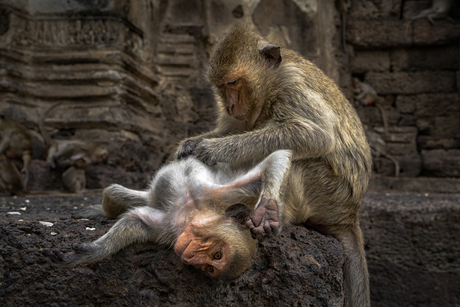 Long tail macaque