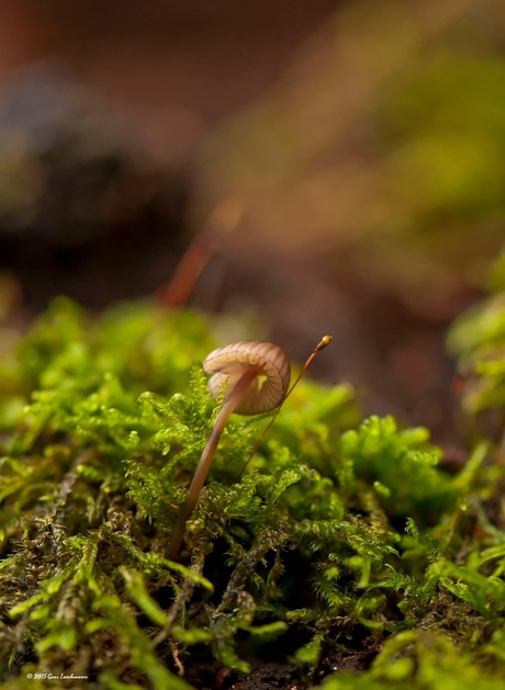 Ook kleintjes krijgen een plaats in het bos