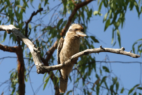 Kookaburra