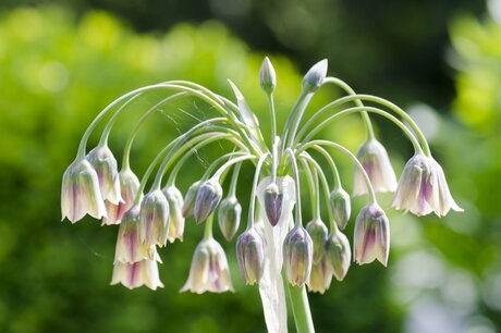 Allium in bloei