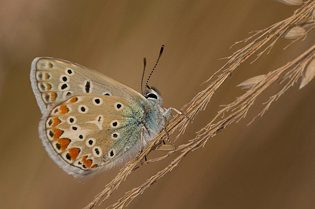 Icarus Blauwtje