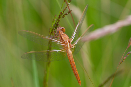 Vuurlibel (Crocothemis erythraea)