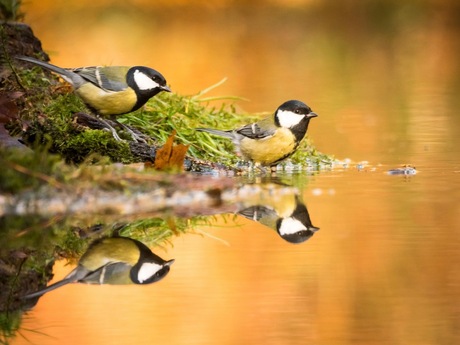 Puur natuur Nederland