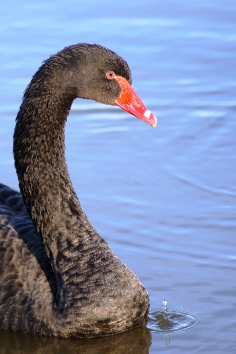 zwarte zwaan.