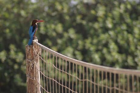 Kingfisher als scheids