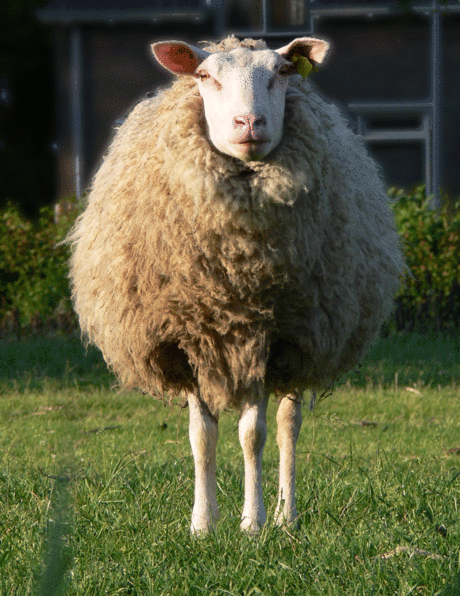 Schaap met drie poten