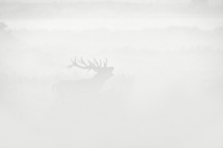 Fog Deer