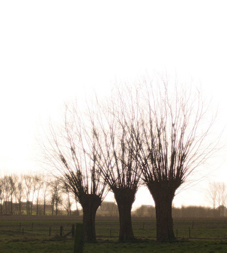 ThreeTrees