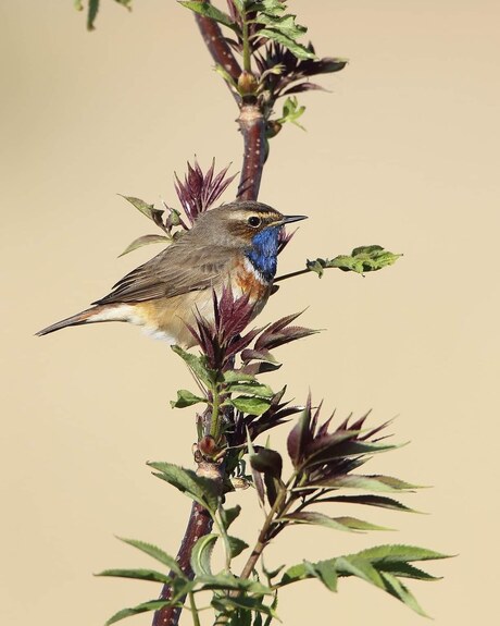 Blauwborst in de avondzon