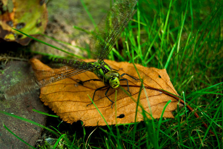 Libelle