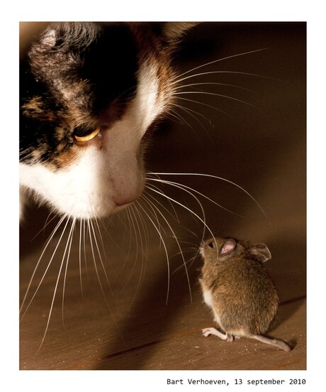 Kat en Muis Spel