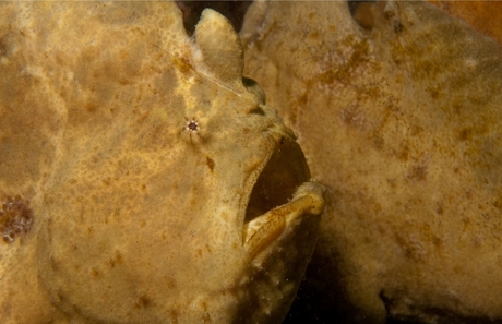 Giant Frog fish, Lembeh straight