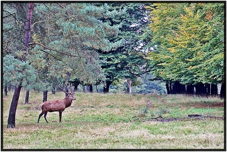 Edelhert op de veluwe