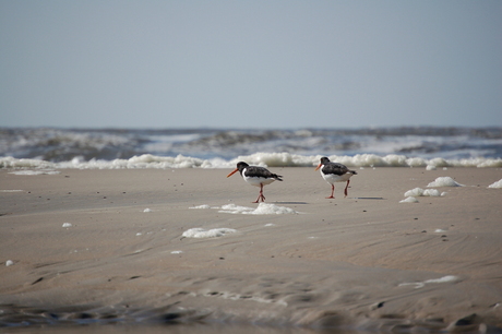 Op het strand vanTexel