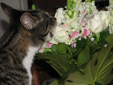 die bloemen zien eruit om op te eten