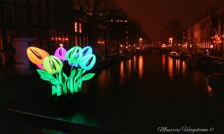 Tulips amsterdam light festival