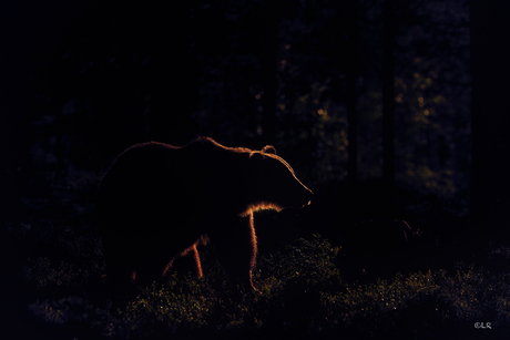 Bear in backlight