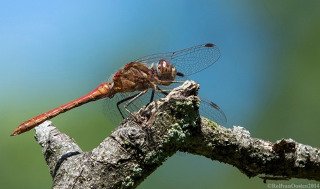 Steenrode Heidelibel