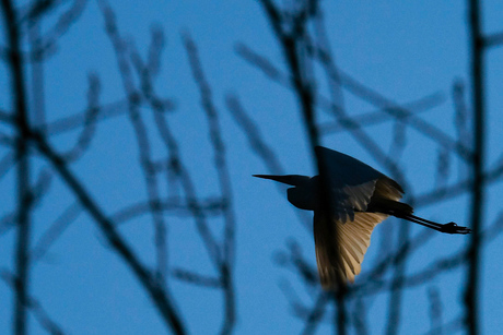 Grote zilverreiger bij Ven