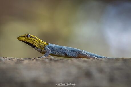 Dwarf Yellow Headed Gecko