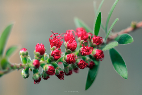 Callistemon citrinus