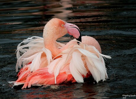 Badende Flamingo