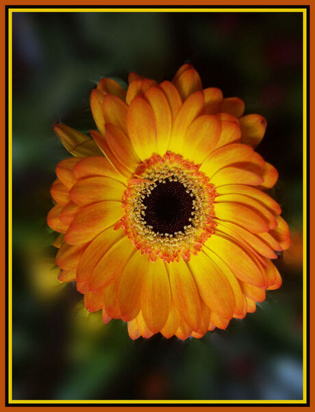 Gerbera