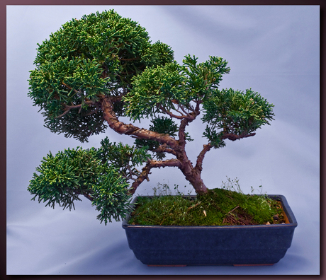 Bonsai 2