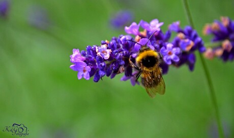 Bee Happy