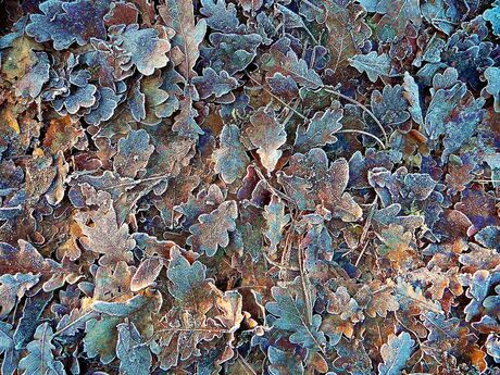 Bevroren herfstbladeren