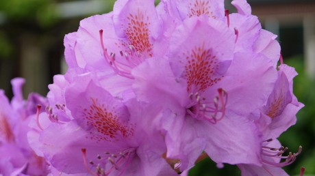 Rhododendron