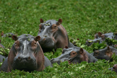 Nijlpaarden