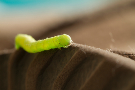 Caterpillar on Uggs boot