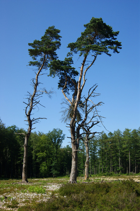 Hoge bomen vangen veel wind